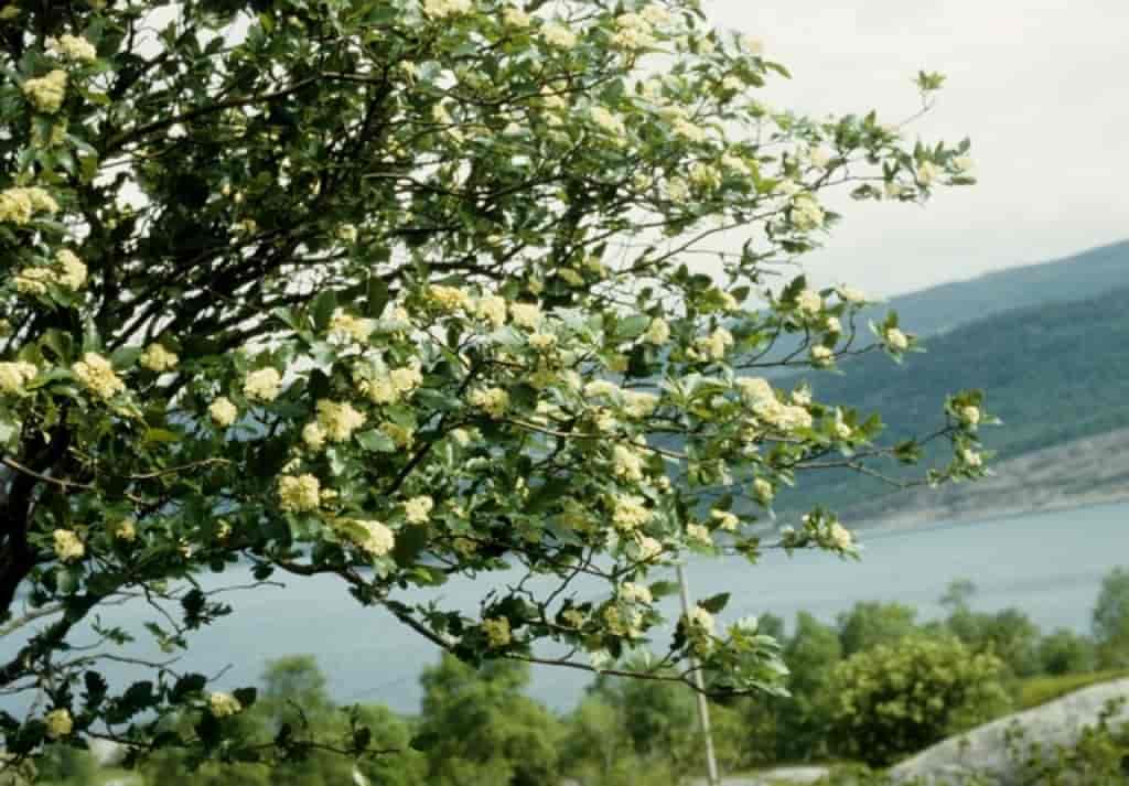 Sorbus lancifolia