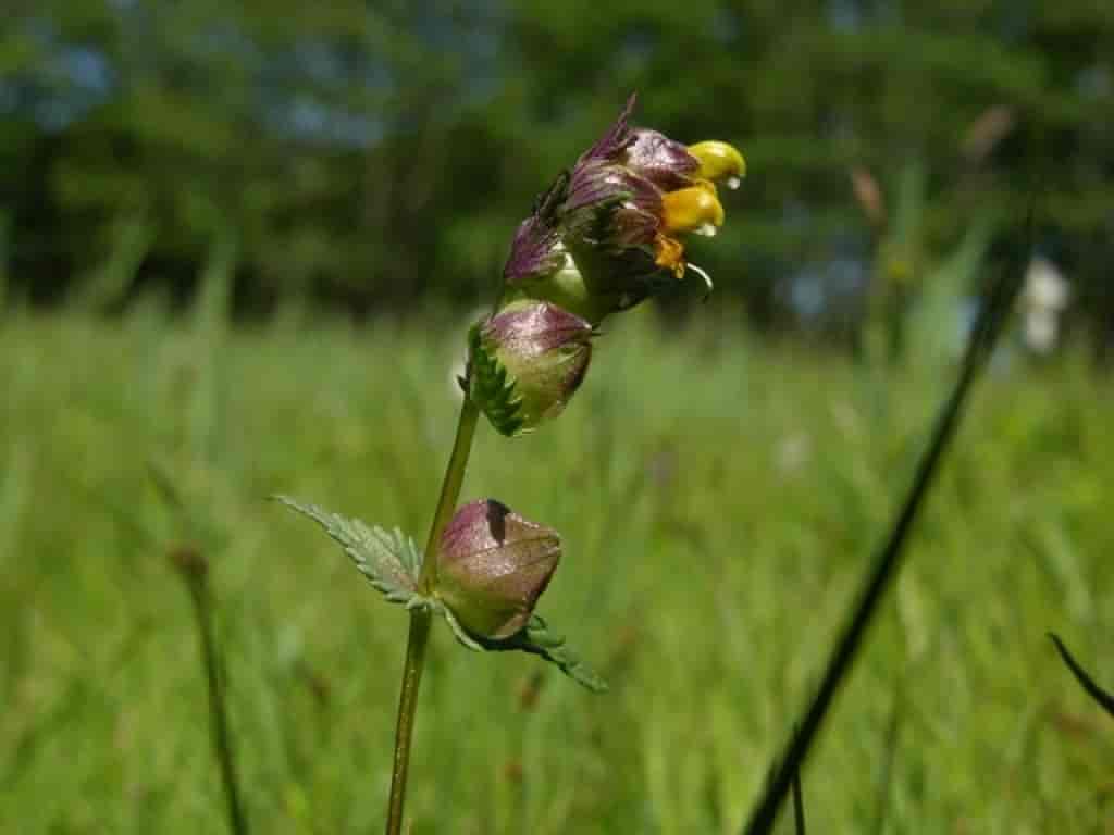 Rhinanthus minor ssp. minor