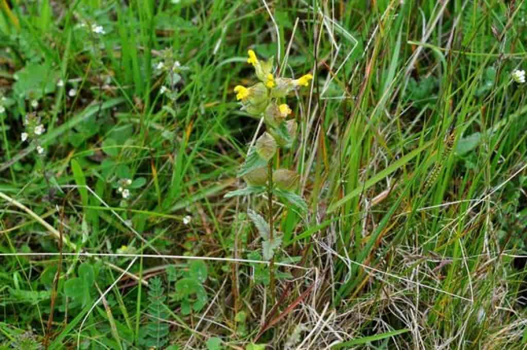 Rhinanthus minor ssp. groenlandicus