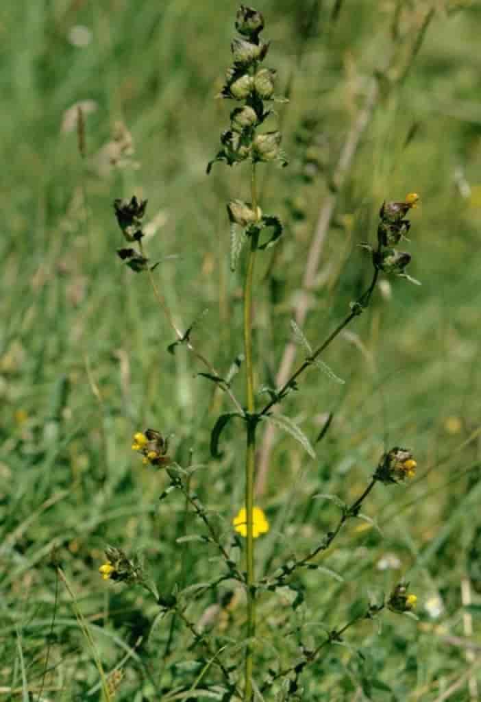 Rhinanthus minor ssp. stenophyllus