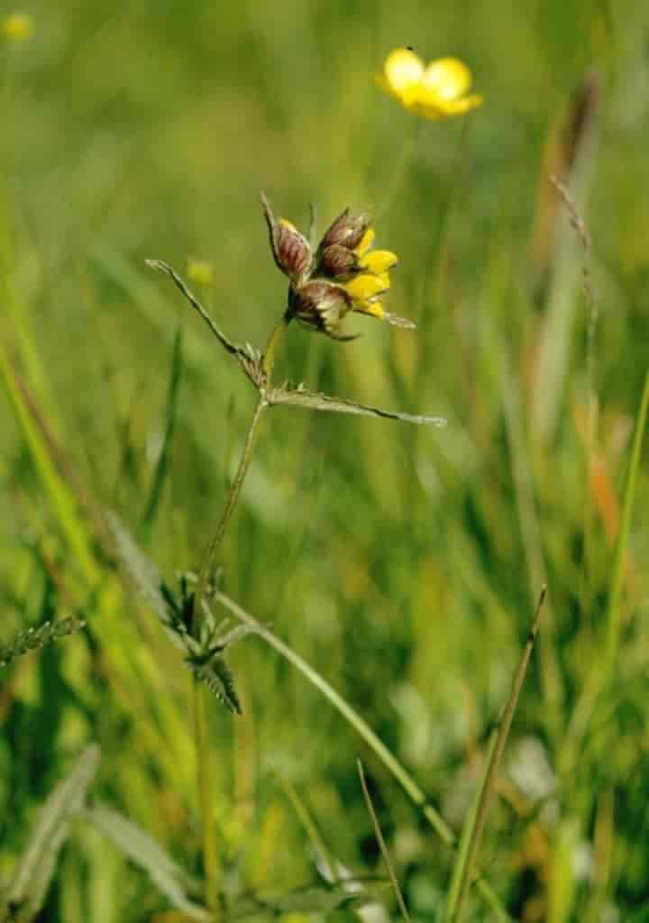 Rhinanthus minor ssp. minor