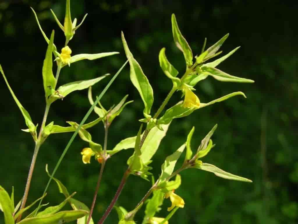 Melampyrum sylvaticum