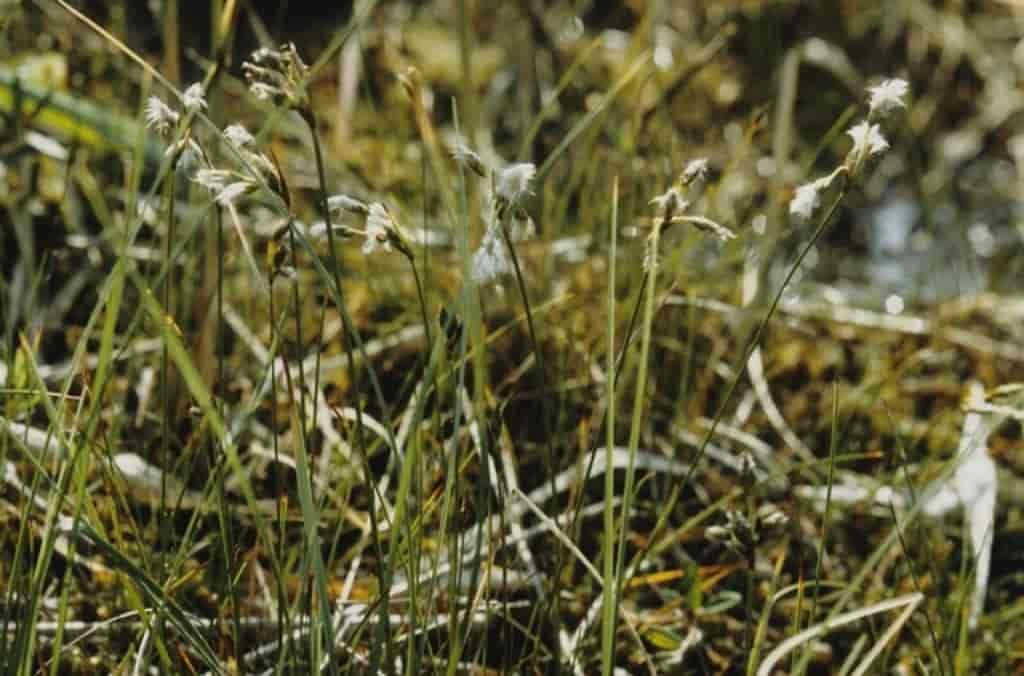 Eriophorum gracile