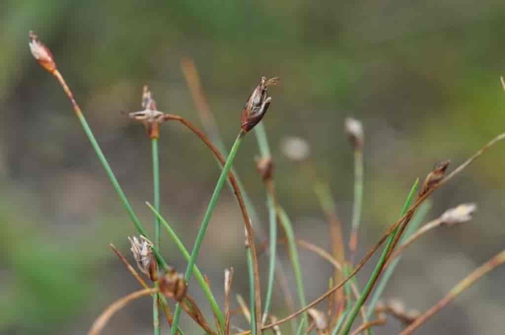 Eleocharis quinqueflora