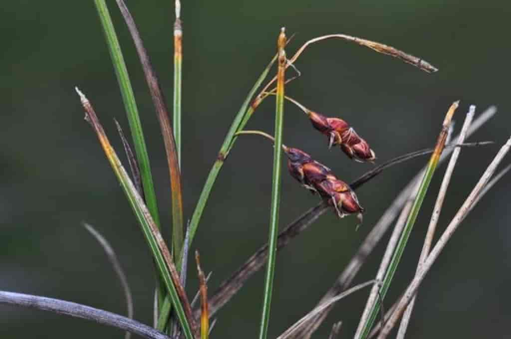 Carex rariflora