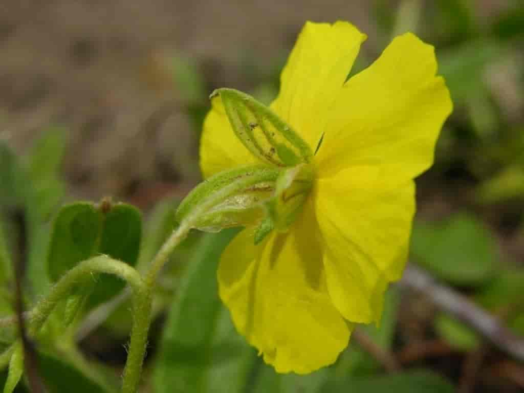 Helianthemum nummularium ssp. obscurum