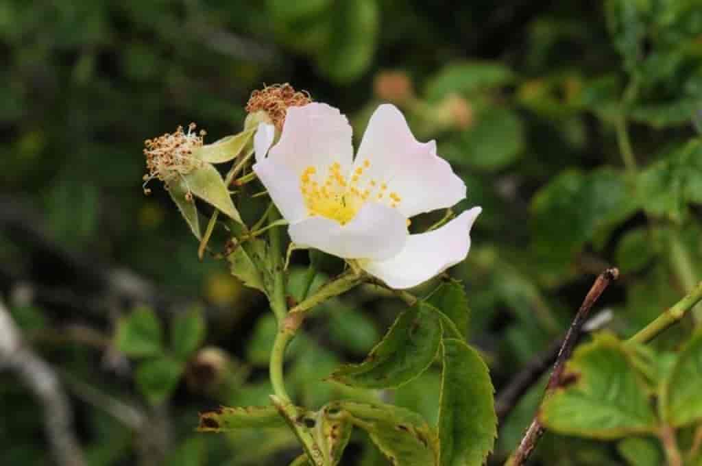 Rosa canina ssp. dumetorum