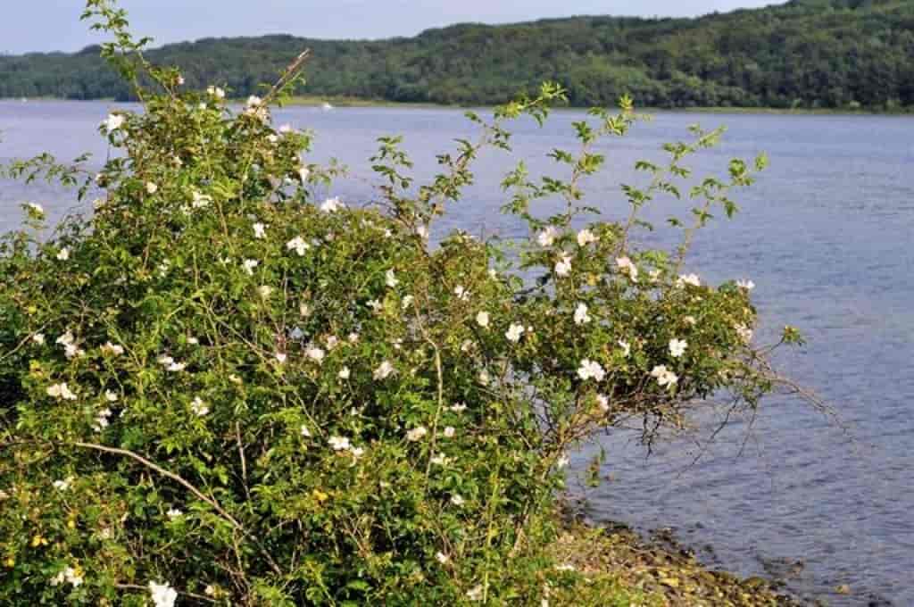 Rosa canina ssp. canina