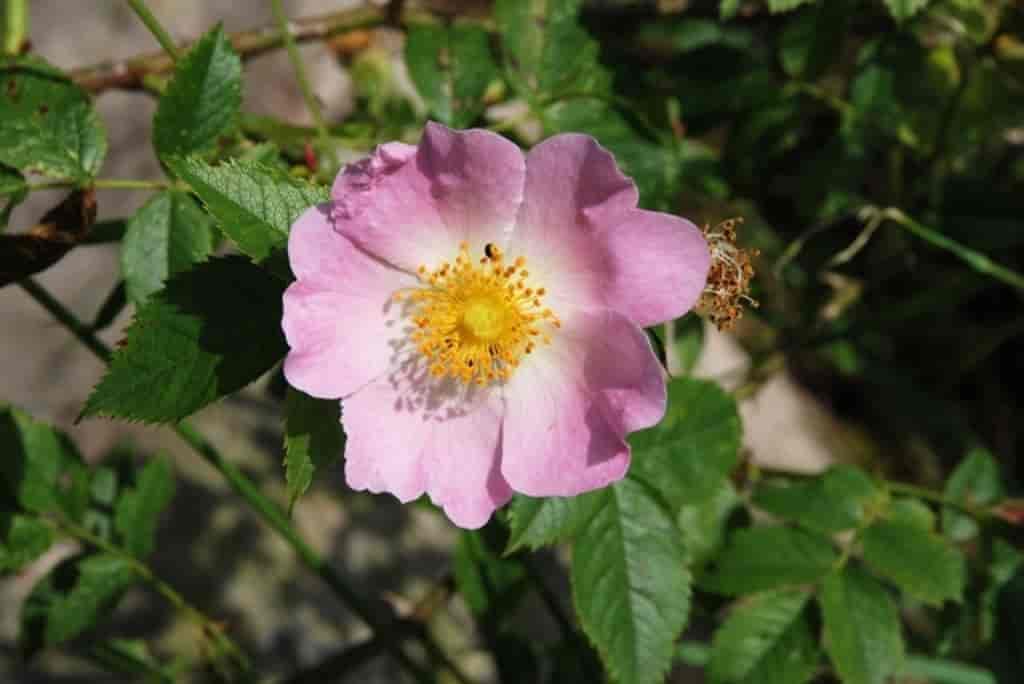 Rosa canina ssp. canina