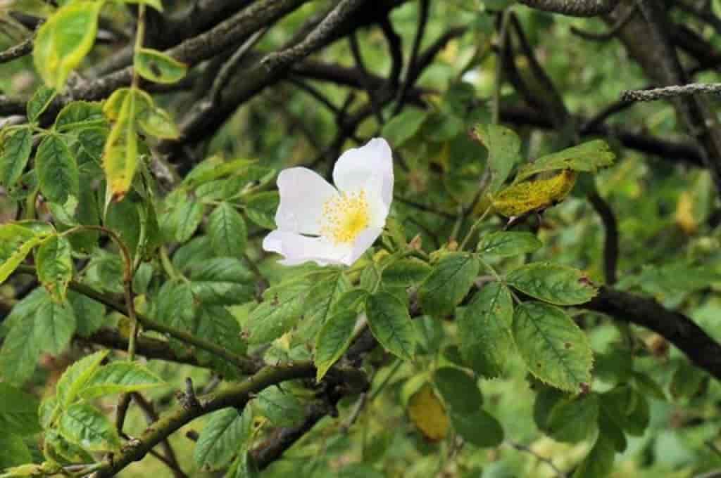 Rosa canina ssp. dumetorum