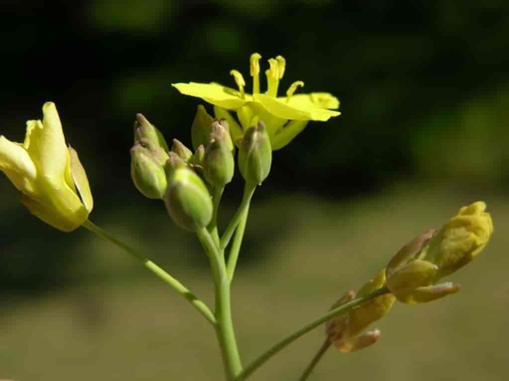Diplotaxis tenuifolia