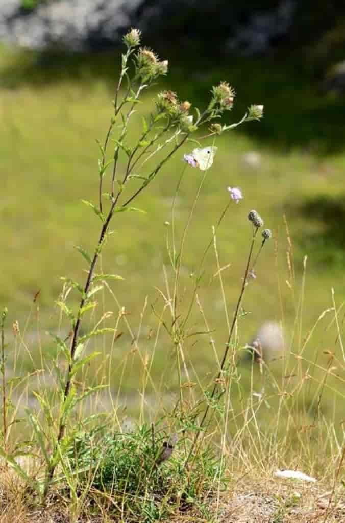 Carlina vulgaris ssp. longifolia
