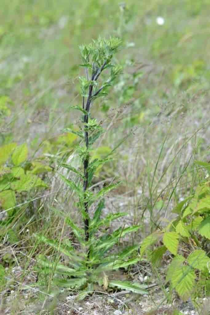Carlina vulgaris ssp. longifolia