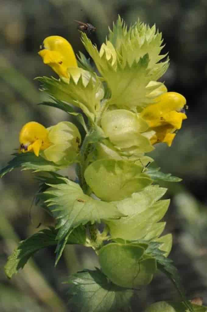 Rhinanthus angustifolius ssp. grandiflorus