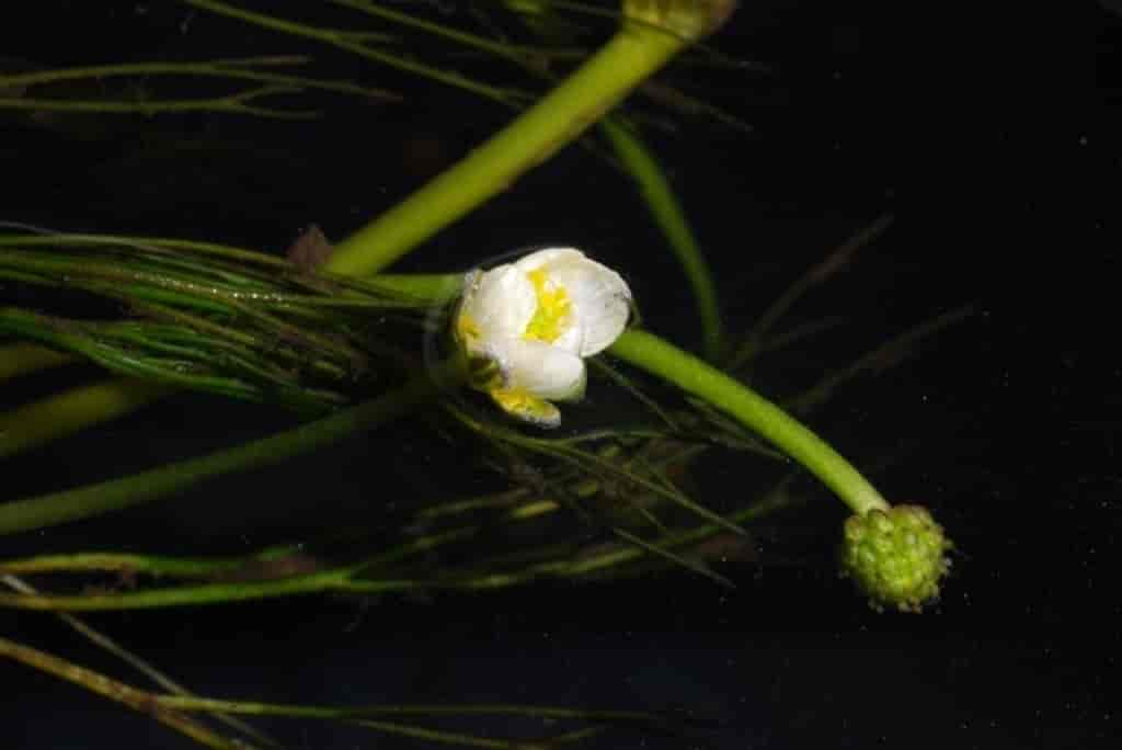 Ranunculus peltatus ssp. baudotii