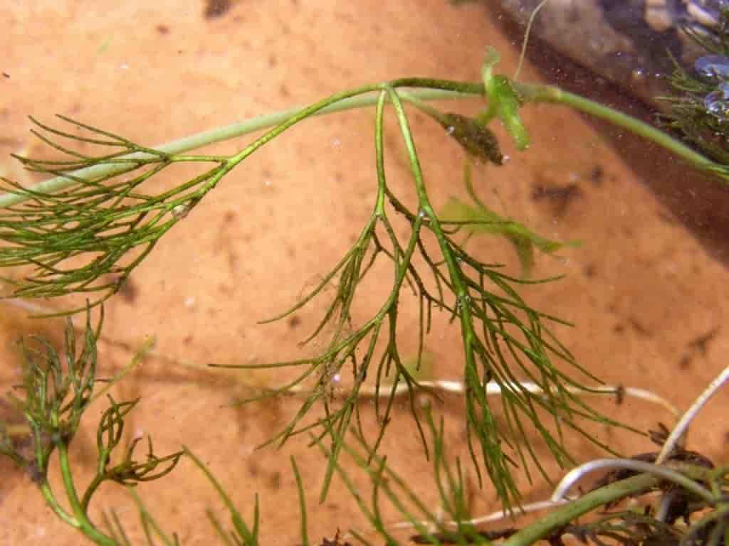 Ranunculus peltatus ssp. peltatus