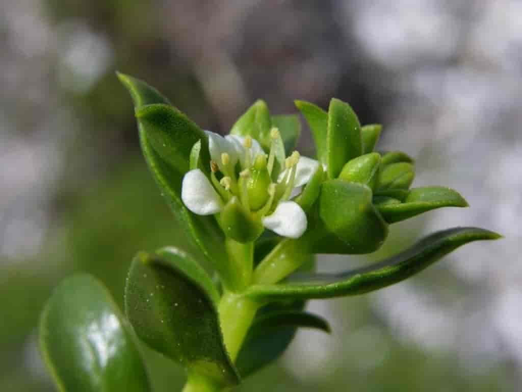 Honckenya peploides
