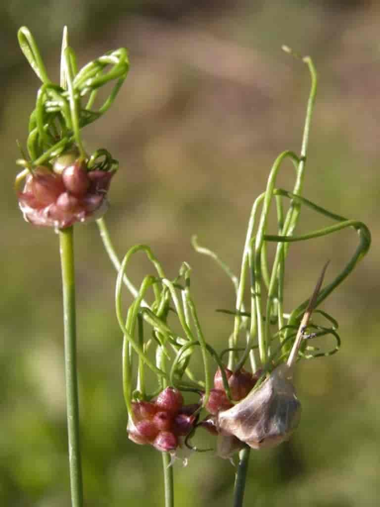 Allium vineale var. crinitum