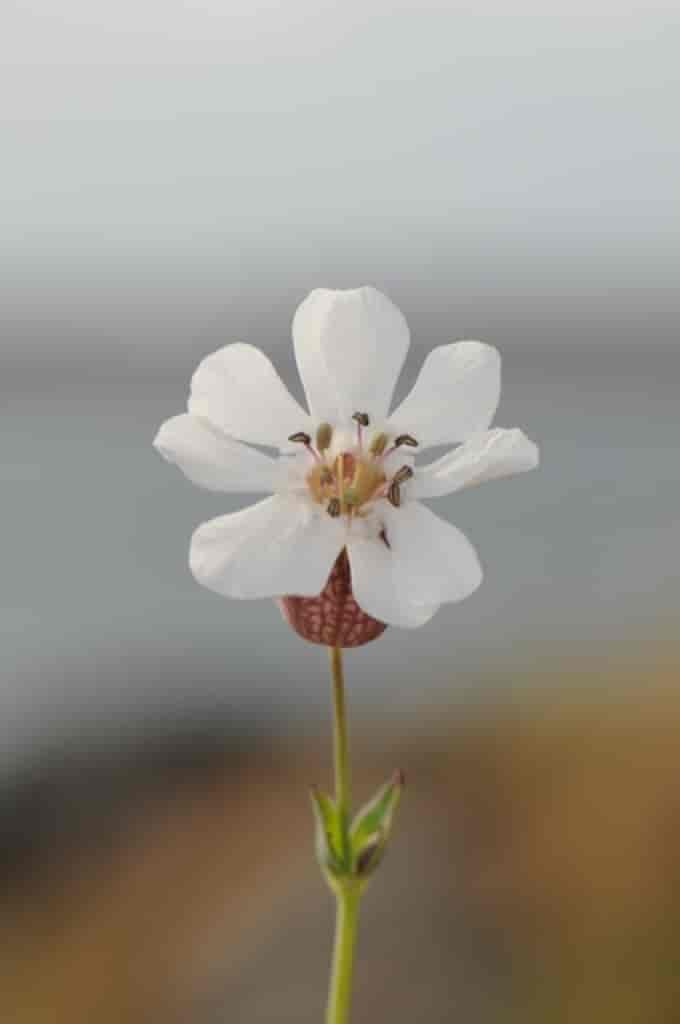 Silene uniflora ssp. uniflora