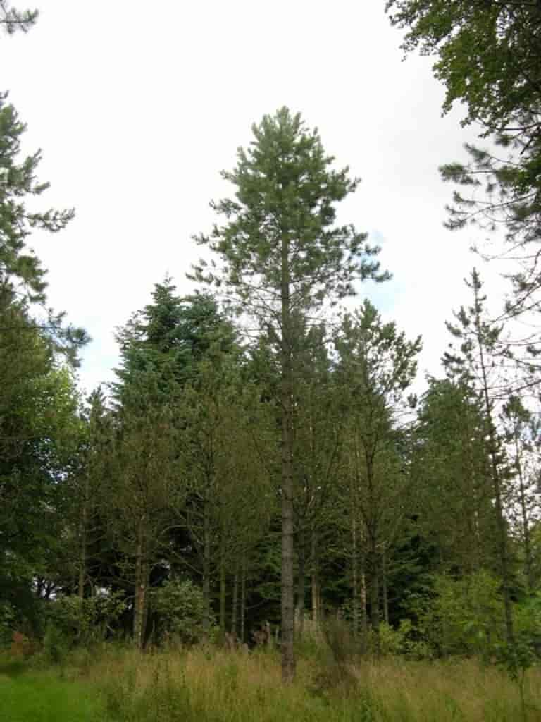 Pinus nigra var. corsicana