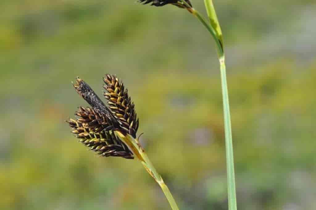 Carex atrata