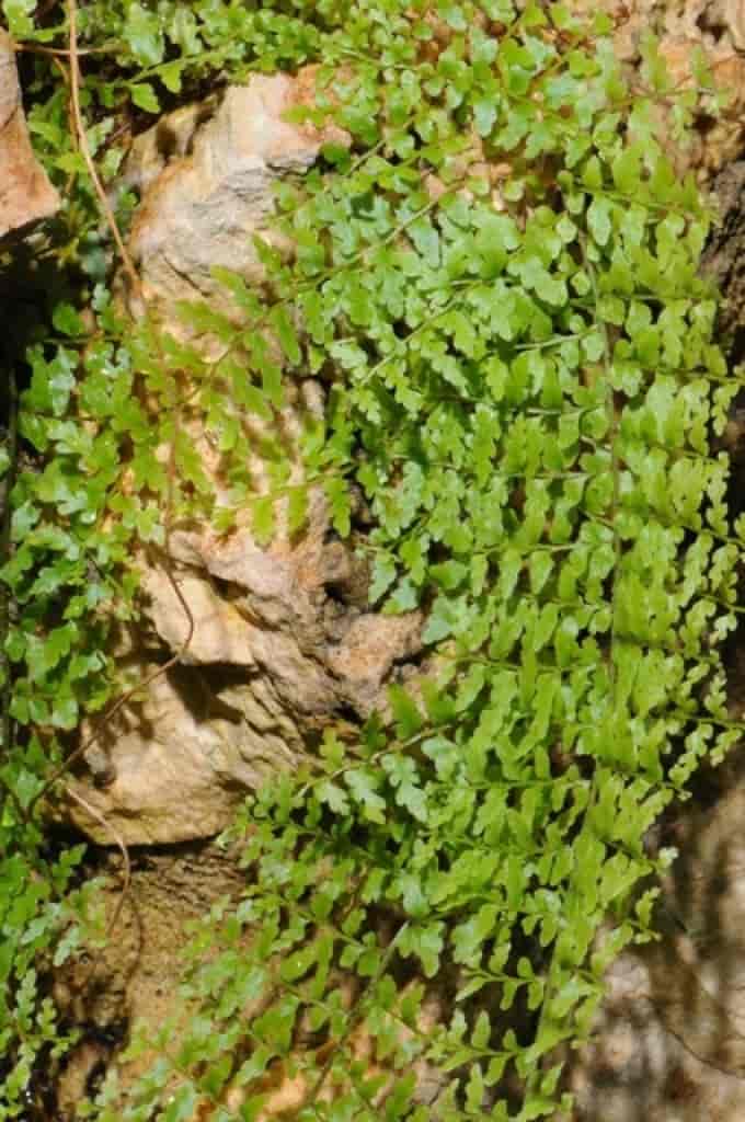Nephrolepis exaltata (Cultivar)