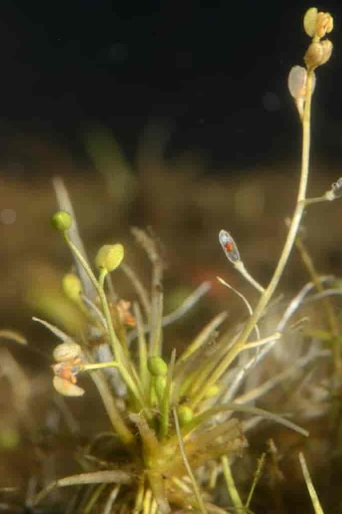 Subularia aquatica
