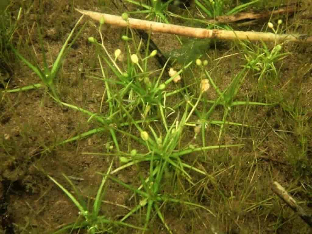 Subularia aquatica