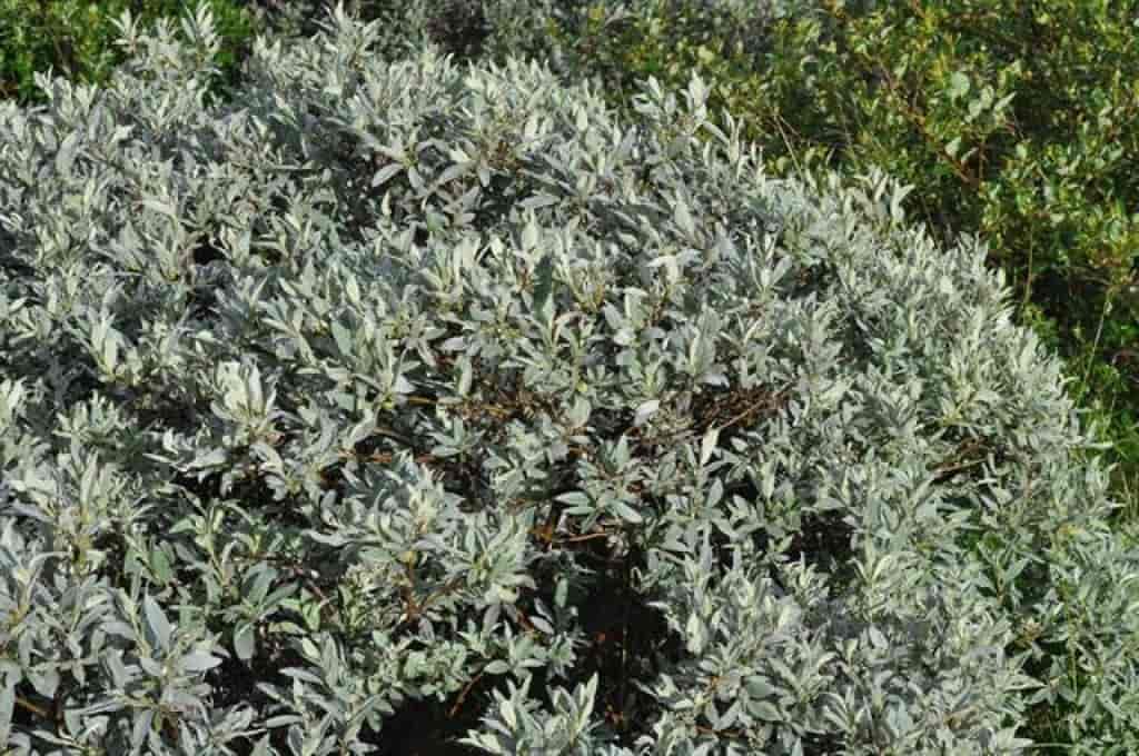 Salix glauca ssp. glauca