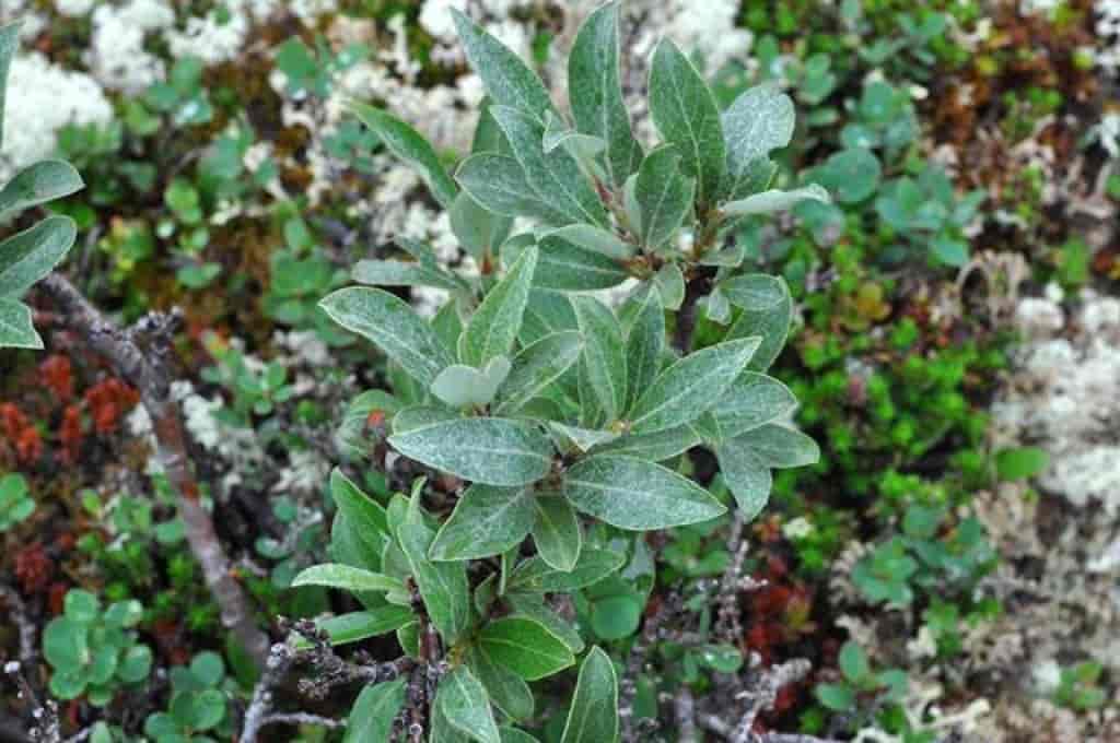 Salix glauca ssp. glauca