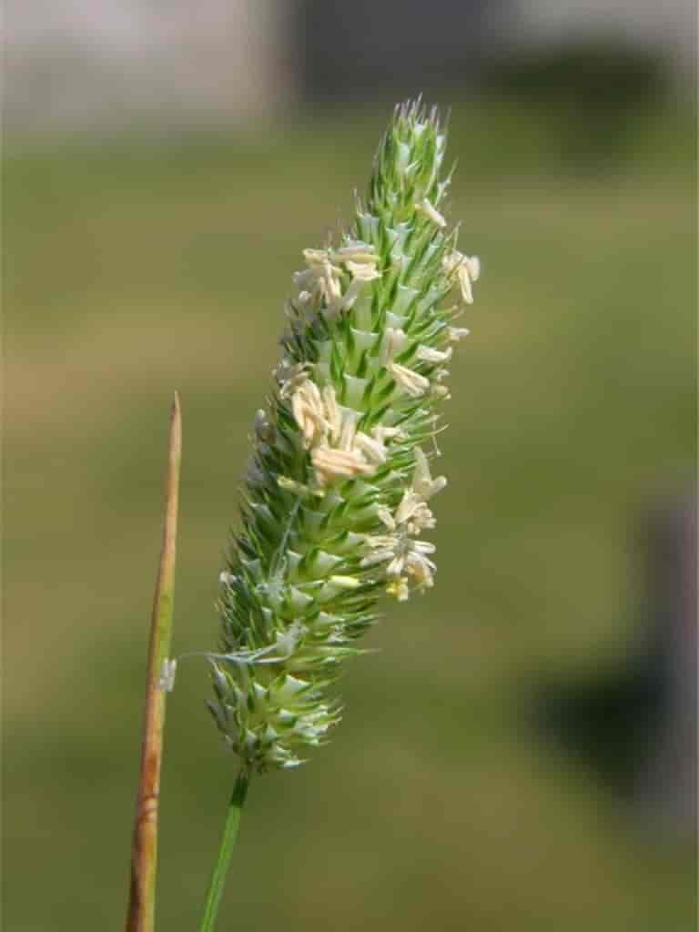 Phleum pratense ssp. serotinum