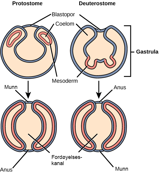 Protostomia og Deuterostomia (embryonalutvikling)