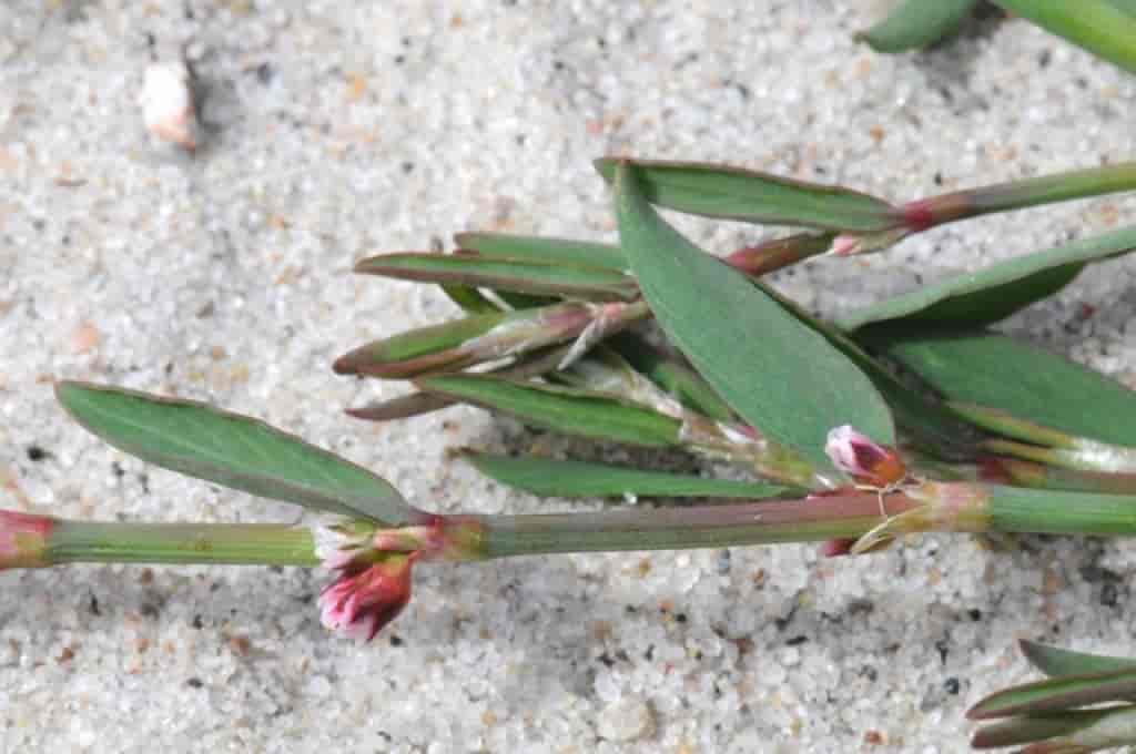 Polygonum aviculare ssp. neglectum
