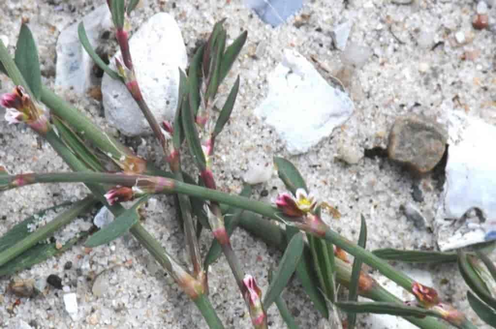 Polygonum aviculare ssp. neglectum