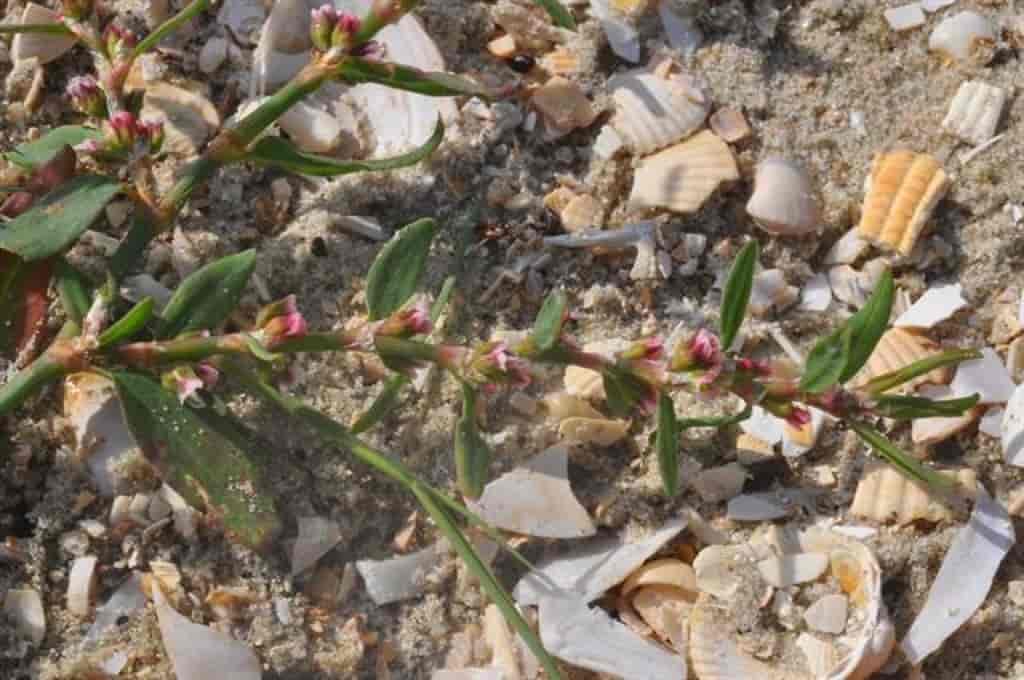 Polygonum aviculare ssp. aviculare