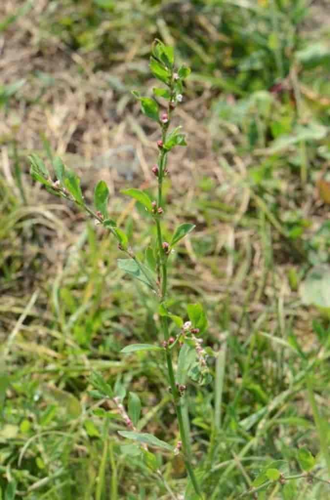Polygonum aviculare ssp. aviculare