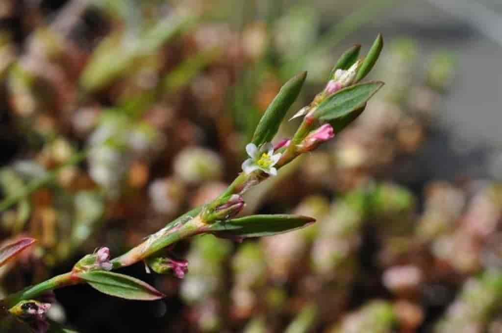 Polygonum aviculare ssp. rurivagum