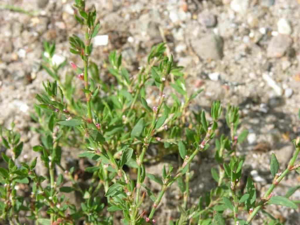 Polygonum aviculare ssp. microspermum