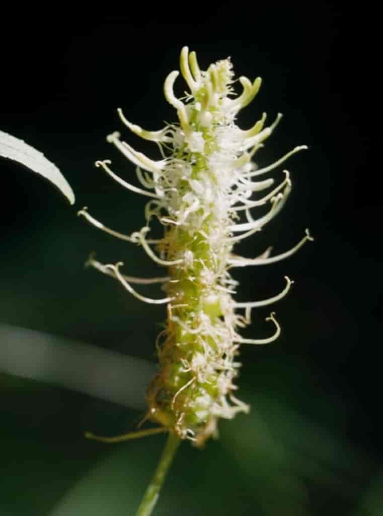 Phyteuma spicatum