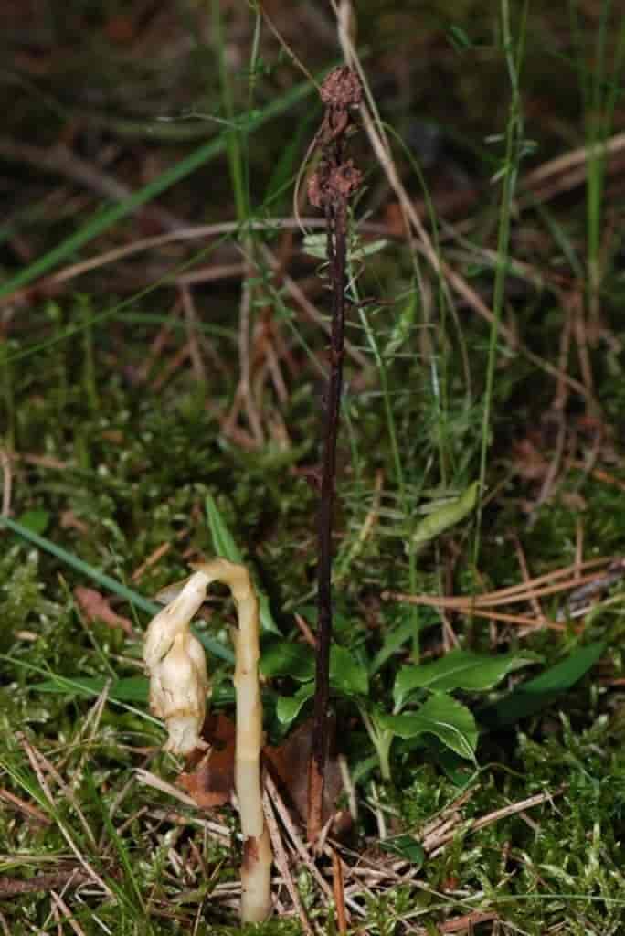 Monotropa hypopitys ssp. hypophegea
