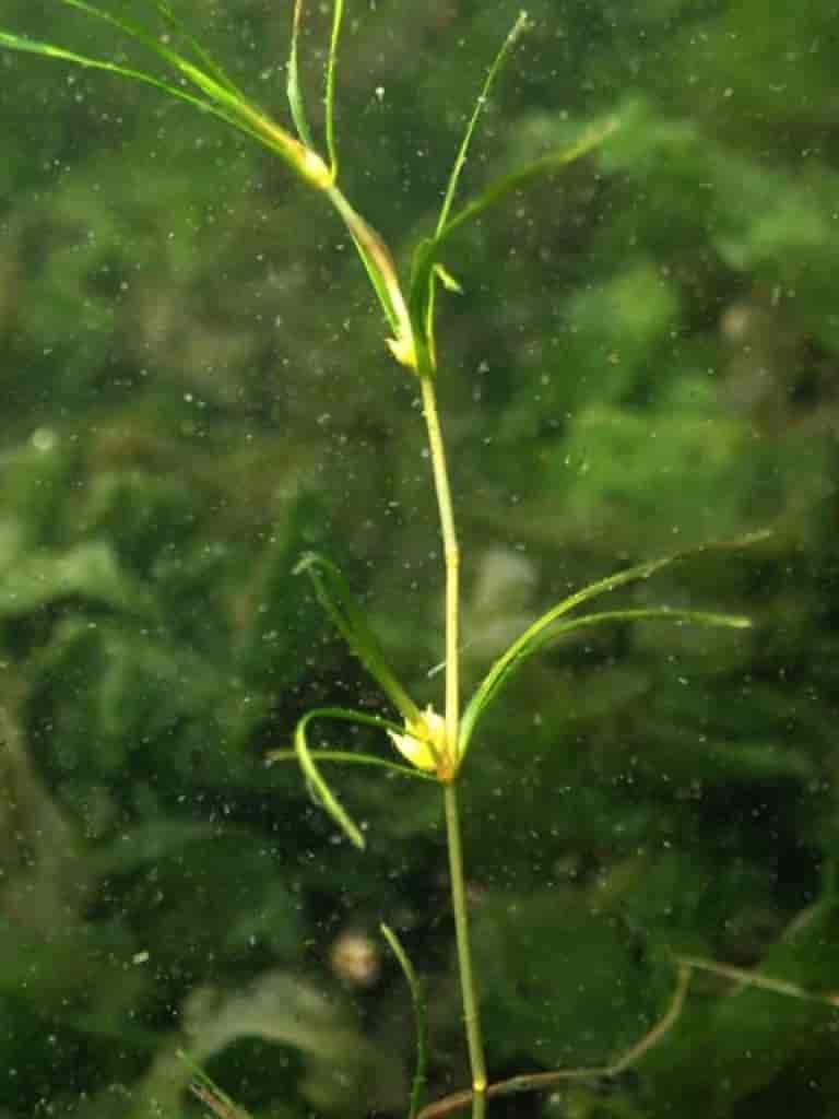 Zannichellia palustris ssp. major