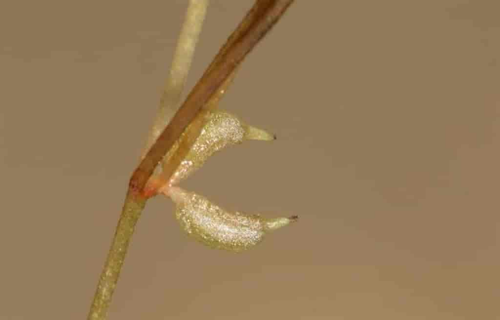 Zannichellia palustris ssp. pedicellata