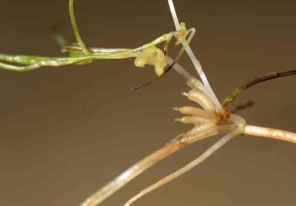 Zannichellia palustris ssp. repens