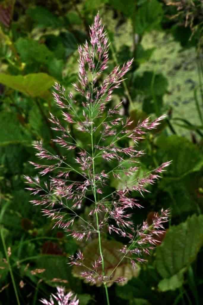 Calamagrostis canescens