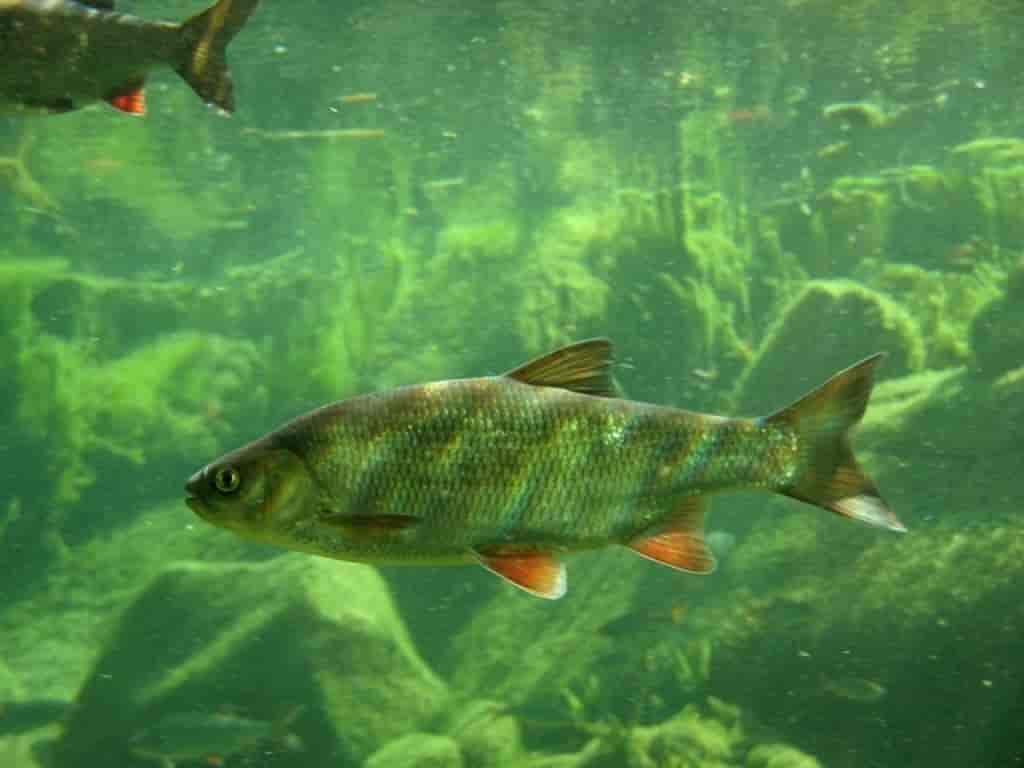 Почему численность промысловых растительноядных рыб