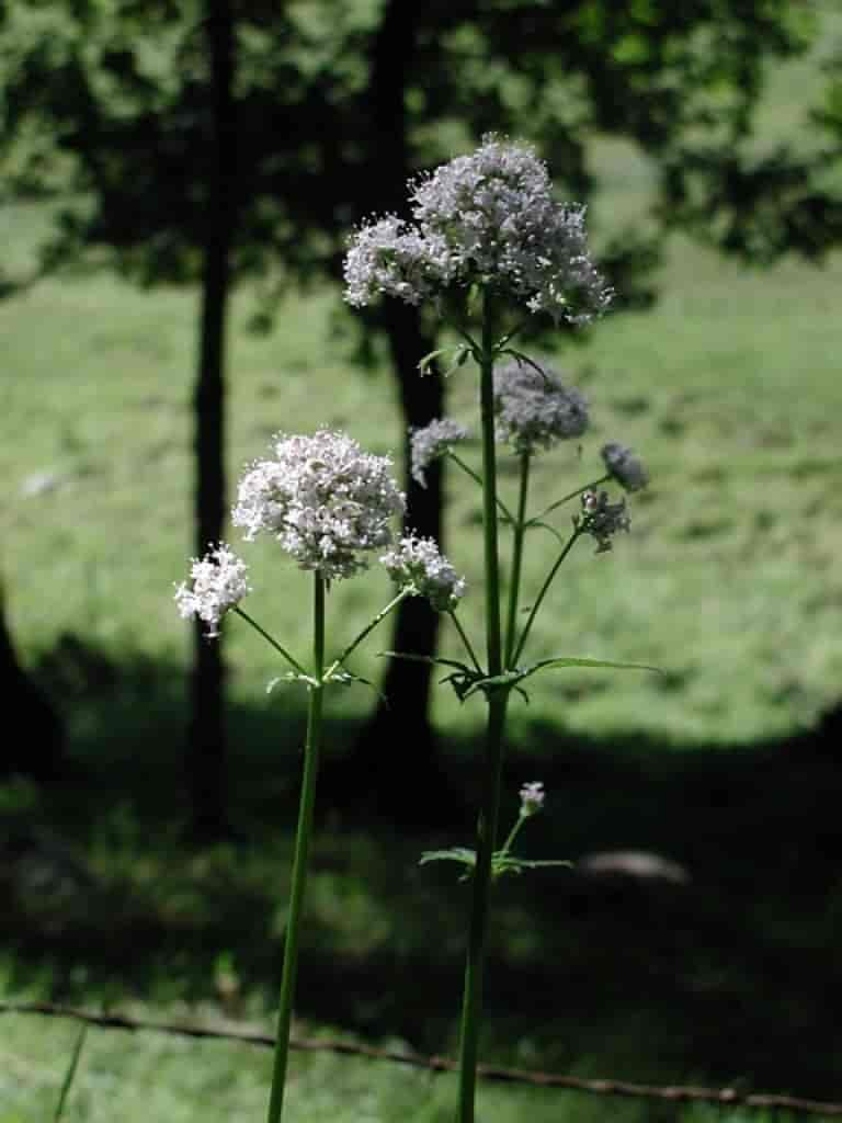 Valeriana sambucifolia ssp. sambucifolia