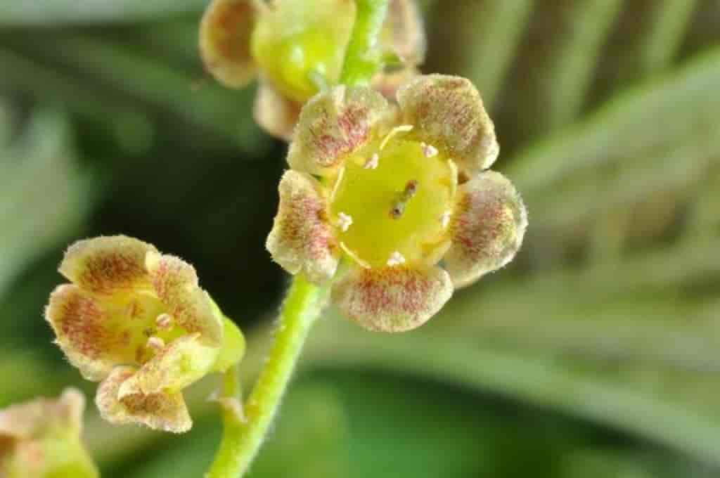 Ribes spicatum ssp. spicatum