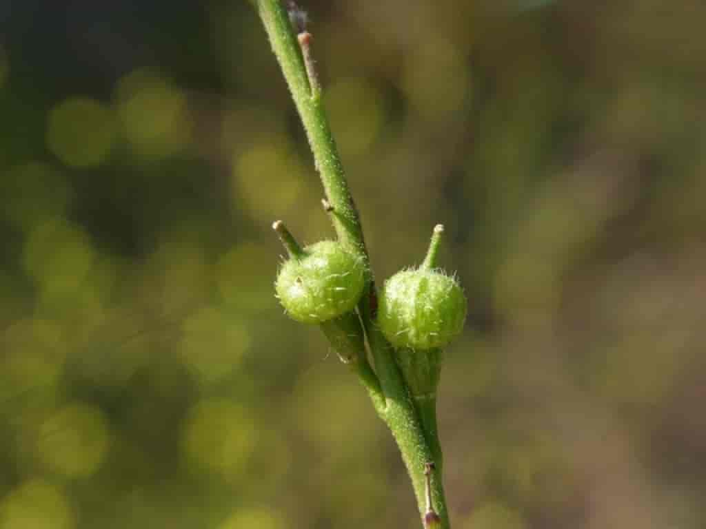 Rapistrum rugosum ssp. rugosum
