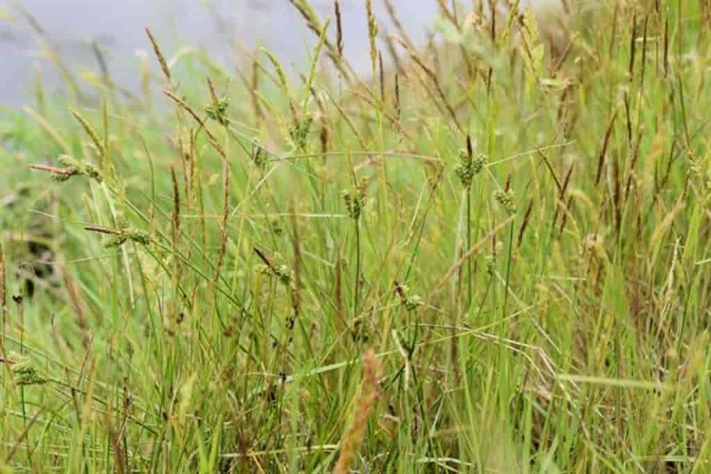 Carex extensa