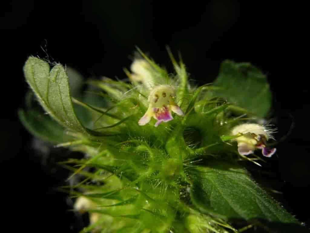 Galeopsis bifida